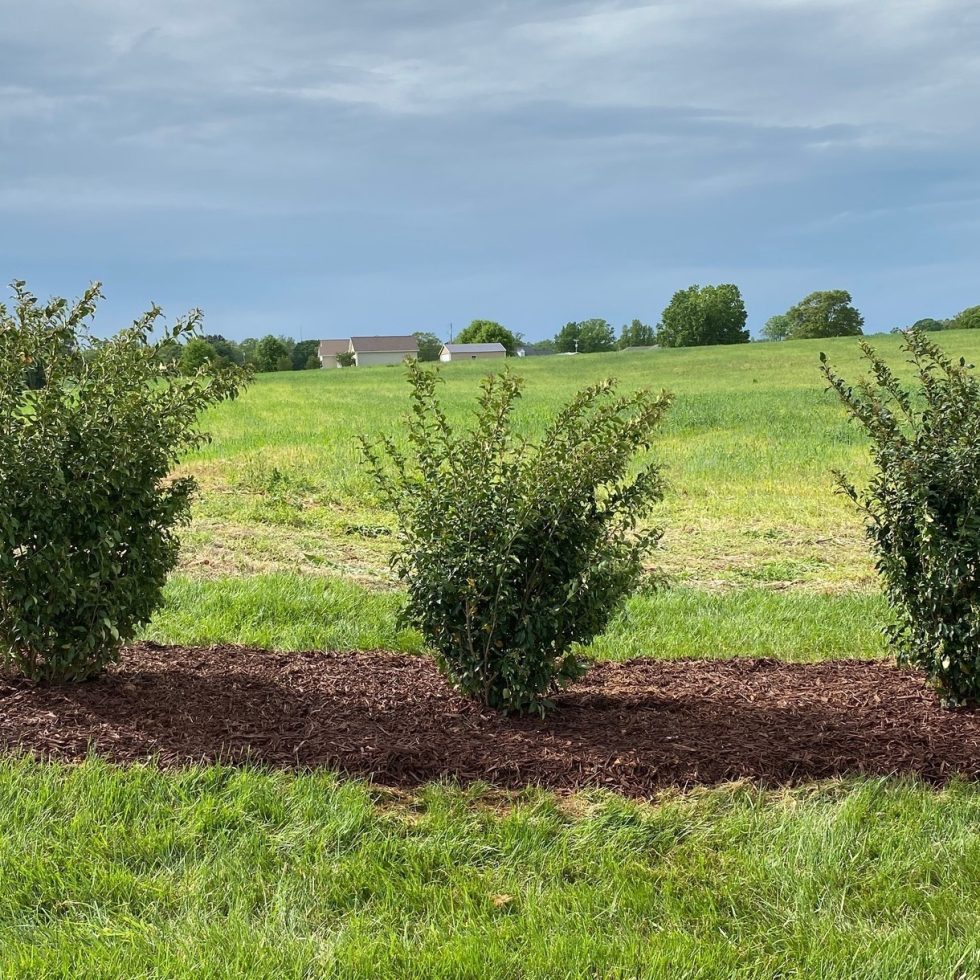 Landscaping Concord NC Lawn Impressions NC