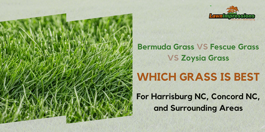 Bermuda Grass VS Fescue Grass VS Zoysia Grass