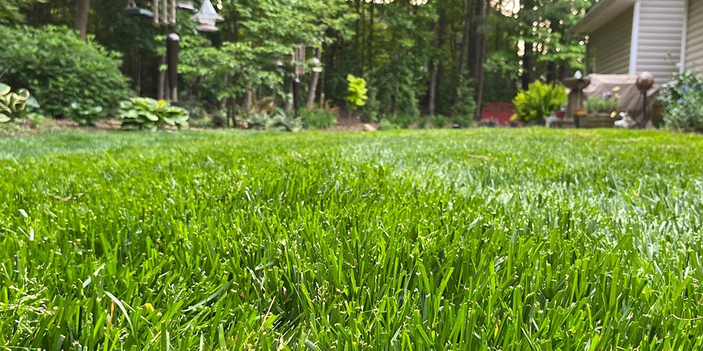 Lawn Care Stanfield NC