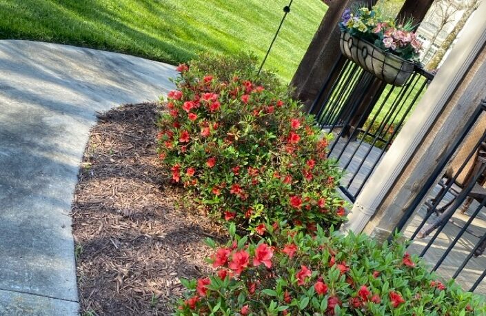 red flowering shrubs in mulched planting bed along residential walkway