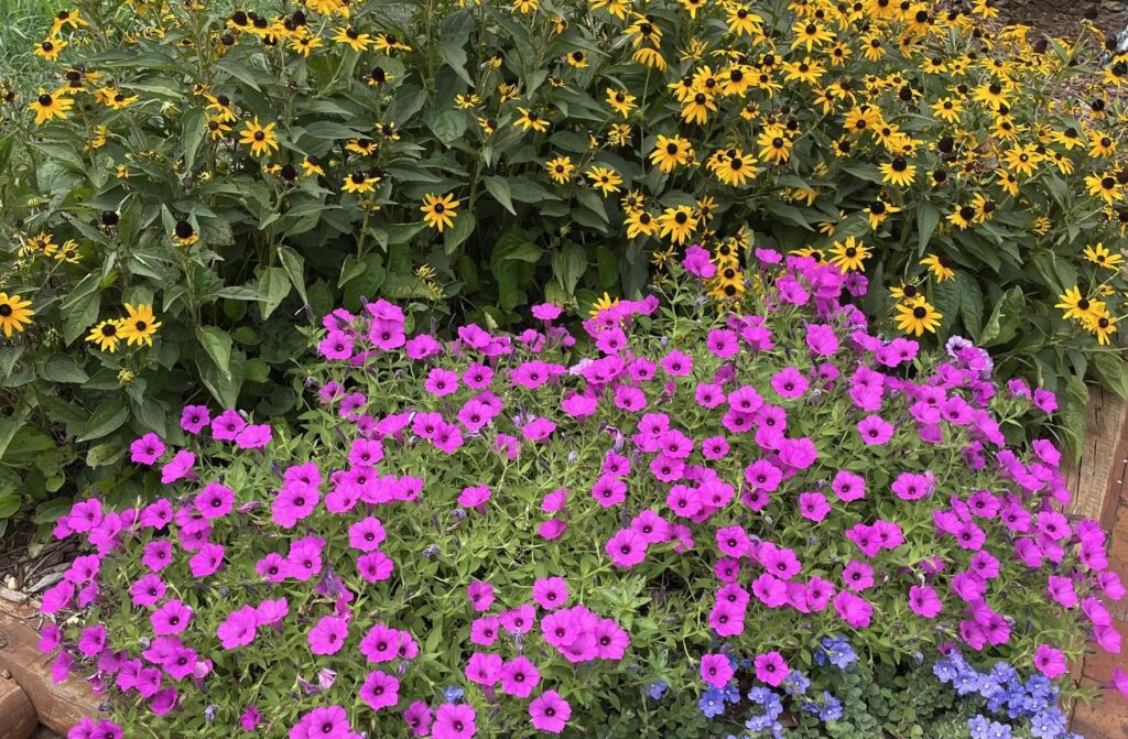 colorful flower bed landscaping with pink purple and yellow flowers in residential yard
