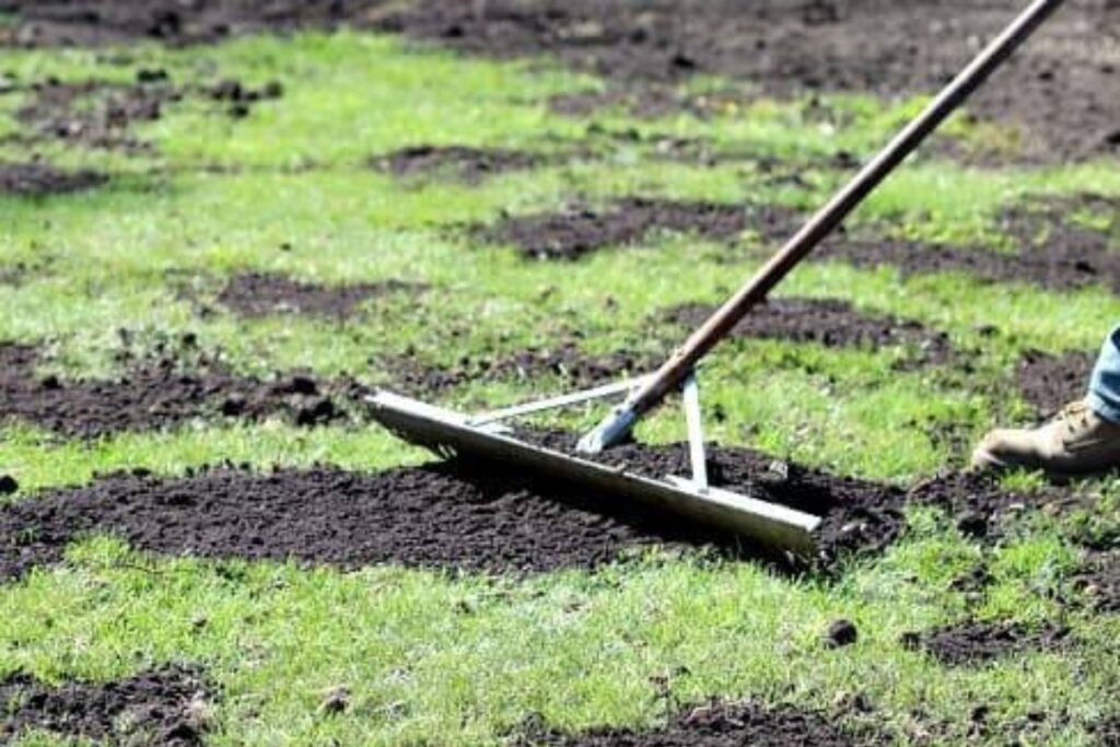 Top dressing lawn with soil to improve surface level and turf health